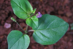 Punarnava-Red Hogweed