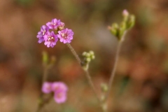 Punarnava-horse purslane