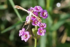 Punarnava-pigweed