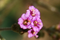 Punarnava-Red spiderling