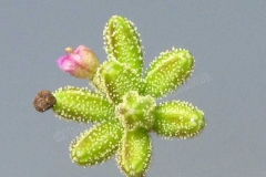 Punarnava-Common Hog Weed