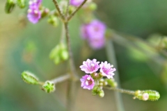 Punarnava-Common Hogweed