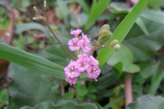 Punarnava-wineflower