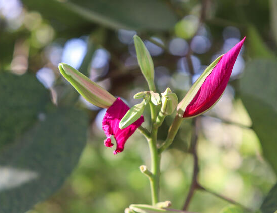 Flowering-buds-of-Purple-Bauhinia