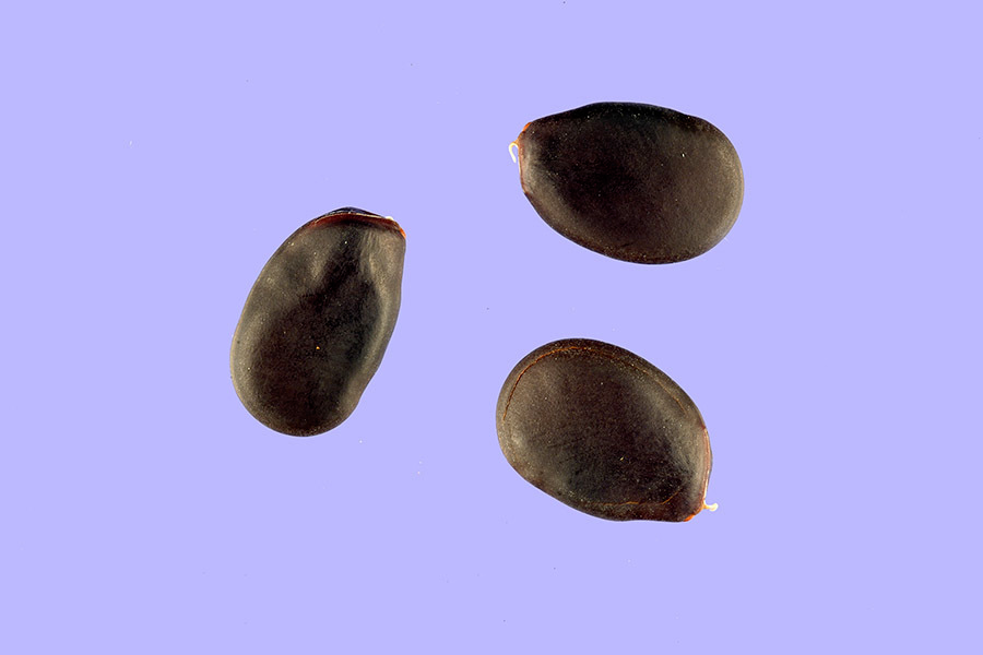 Seeds-of-Purple-Bauhinia
