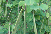 Immature-fruits-of-Purple-Bauhinia
