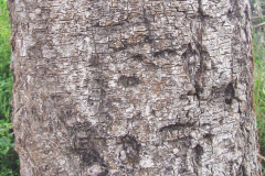 Bark-of-Purple-Bauhinia