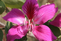 Closer-view-of-flower-of-Purple-Bauhinia