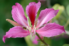 Flower-of-Purple-Bauhinia