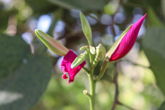 Flowering-buds-of-Purple-Bauhinia