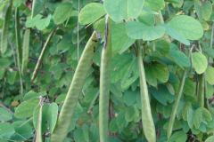 Immature-fruits-of-Purple-Bauhinia