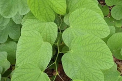 Leaves-of-Purple-Bauhinia