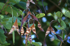 Mature-fruits-of-Purple-Bauhinia