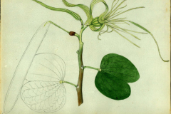 Plant-illustration-of-Purple-Bauhinia