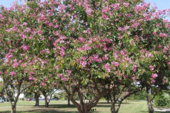 Purple-Bauhinia-plant
