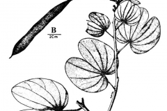 Sketch-of-Purple-Bauhinia