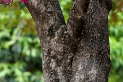 Trunk-of-Purple-Bauhinia
