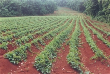 Purple-yam-farm-white yam