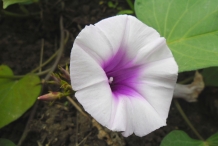 Purple-yam-flower-Kath alu