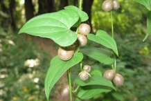 Purple-yam-leaves-Kham alu