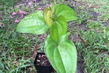 Purple-yam-plant-Mao shu