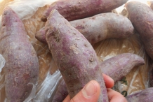 Purple-yam-root-Shen shu