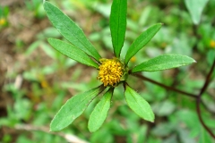 Close-view-of-Purplestem-beggarticks-flower