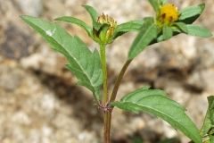 Flower-buds-of-Purplestem-beggarticks