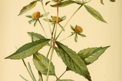 Plant-illustration-of-Purplestem-beggarticks