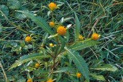 Purplestem-beggarticks-flowers