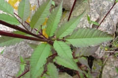 Purplestem-beggarticks-leaves