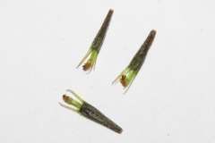 Purplestem-beggarticks-seeds