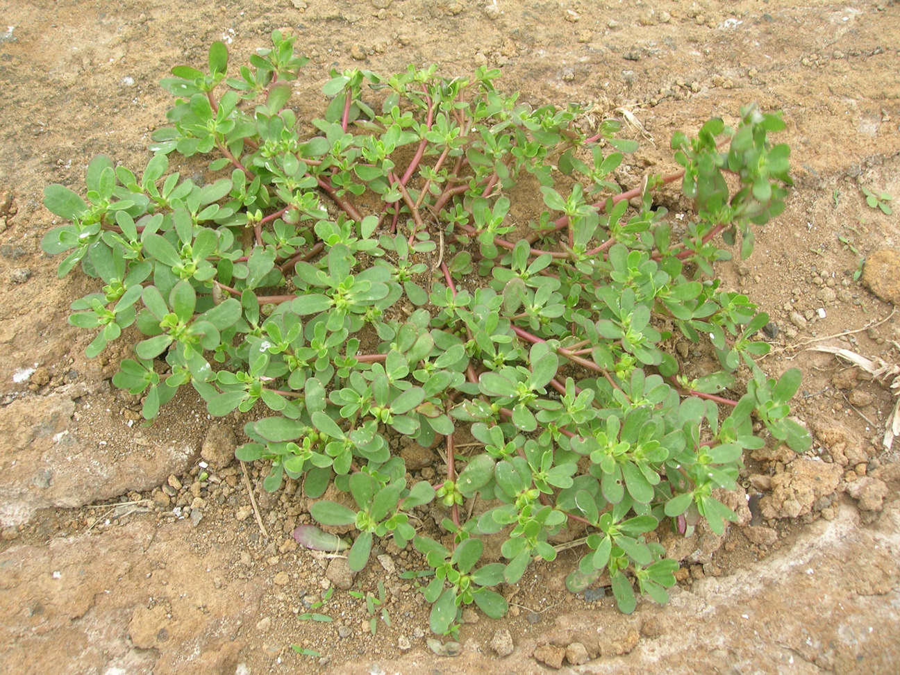 Purslane-plant