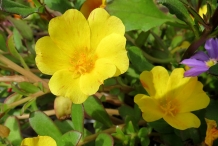 Close-up-flower-of-Purslane