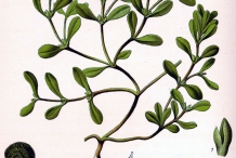 Illustration-of-Purslane