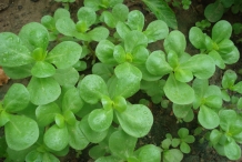 Leaves-of-Purslane