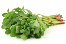 Purslane-collection