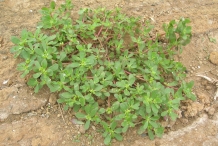 Purslane-plant