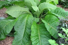Leaves