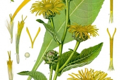 Plant-illustration