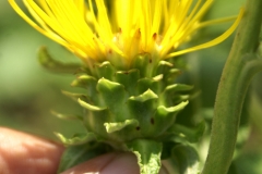Sepal