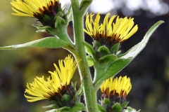 Stem