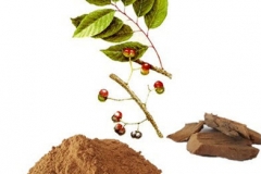 Bark-extract-of-Pygeum