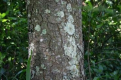Bark-of-Pygeum-plant