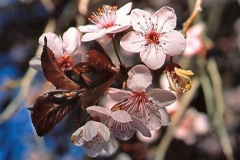 Closer-view-of-Pygeum-plant