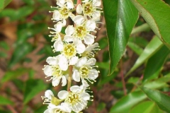 Flowers-of-Pygeum