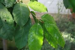 Leaves-of-Pygeum