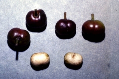 Mature-fruits-of-Pygeum