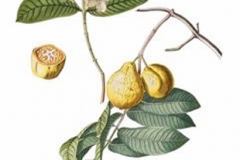 Plant-Illustration-of-Pygeum