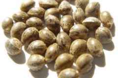 Seeds-of-Pygeum